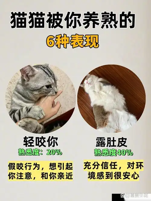 猫咪依赖度神似DOTA2英雄：如何让主C像黏人小猫一样死保你？